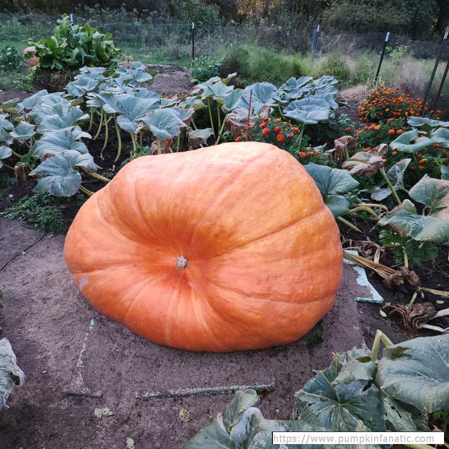 fruitImages/879 Tripp 2024B.jpg
